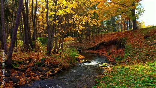 Autumn stream winding through a forest filled with colorful trees and fallen leaves under bright sun