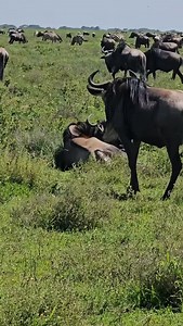 Wildebeest calving season marks one of the most intense periods of the Great Migration in Tanzania, as thousands of calves are born on the open plains. Expect nonstop action, huge herds, and predators nearby, making this a prime time for a wildlife safari in Northern Tanzania. 📞 Call or WhatsApp: 255679746412 📧 info@zuriafricasafaris.com 🌍 www.zuriafricasafaris.com #WildebeestCalving #GreatMigrationSafari #TanzaniaWildlifeSafari #NdutuSafari #AfricanSafariExperience | zuriafrica_safaris