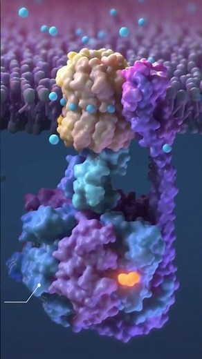 Meet ATP Synthase — Life’s Engine!