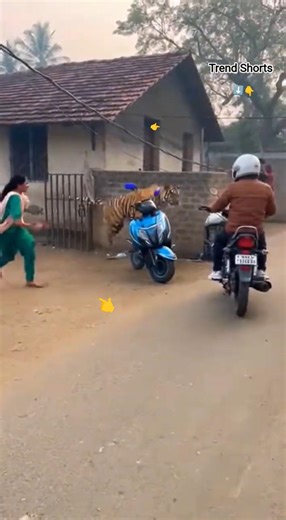 On Camera 🐅 Tiger Suddenly Rushes at Woman on Road! 😱 Panic Moment #shorts
