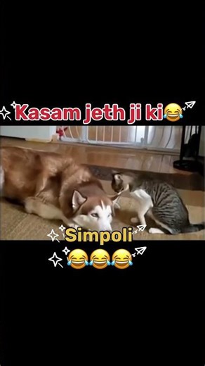 Simpoli ne khayi kasam🤣🤣 #funny #rj #comedy #comedyvideos #shortsfeed #animals #shorts #shortvideo