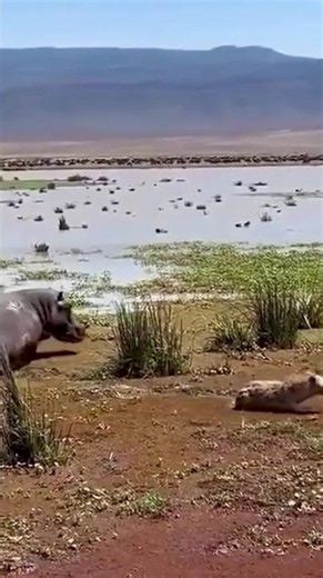 Hyena Picked The Wrong Meal 😭🦛 #shorts #hippo #hyena #wildlife