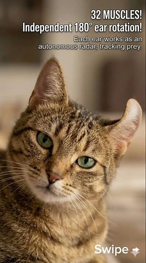5 Amazing Facts About Cat Ears 🐱👂