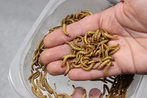 Jord Producers: Commercial Mealworm Farm - SuburbanSill