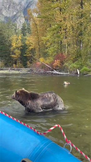 59K views · 860 reactions | Amazing interaction! Bear and wildlife viewing drives an ethical and sustainable economy. THIS makes BC BEAUTIFUL. Let your representative know you care about bears and celebrate BC as a Grizzly Refuge. Bear Country BC! Bears are not trophies. #BearCountryBC #bcweloveourbears #beautifulbc #explorebc #bears #bcpoli Great Bear Chalet - "Be at home in a grizzly kingdom." | Stop the grizzly killing | Facebook