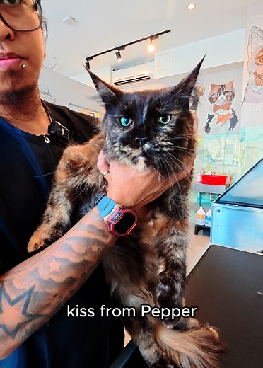 Pepper went on Acrobatics in the Bath 🙀 (Penny's Sister) So Pepper, also a Mainecoon who is Penny's Sister was more matted. She gave me a bit of a hard time specially in the bath where she went full acrobatic 😹. It wasn's so bad, just a normal scaredy cat. https://youtu.be/r2W6hp0S_8A
