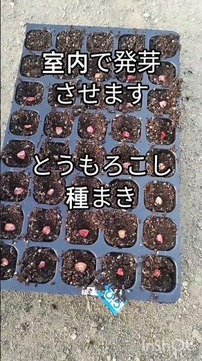 低温で発芽するとうもろこしの種まき
