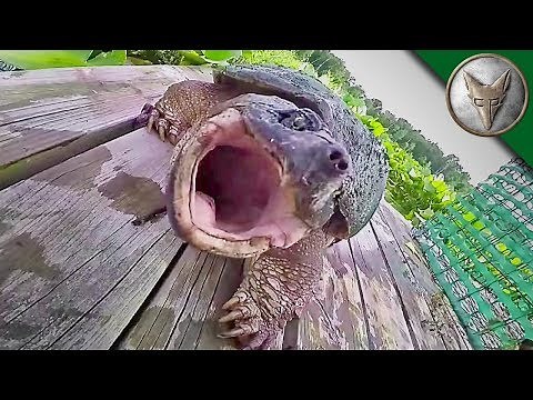 REALLY BAD Snapping Turtle Bite