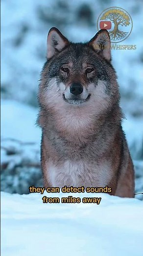 Amazing Wolf Facts: Why Wolves Are More Than Just Predators!