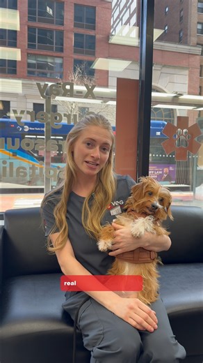 Pyometra is a dangerous disease that every dog parent needs to know about. Keep watching to learn what it is, then head to the first comment for everything you need to know to help keep your pup safe and out of the emergency animal hospital. ❤️ | VEG ER for Pets