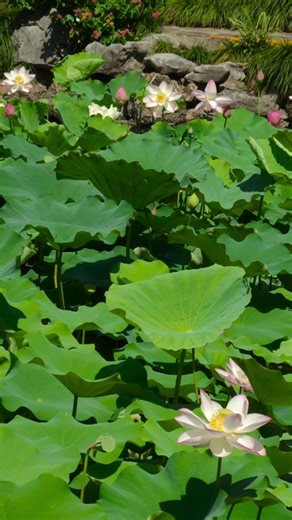 13K views · 235 reactions | Major Heat has arrived! As the 12th of...