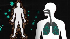 [Video] ¿Cómo se activa el sistema inmune cuando entra el Covid-19?