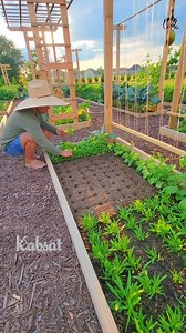 92K views · 1K reactions | Replanting Pechay Seedlings 10 Days After Sowing #growyourownfood #pechay #garden #veggies #vegetablegarden | Kabsat | Facebook