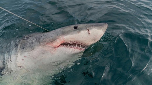 Paddle boarder on Cape Cod sees 8-foot white shark