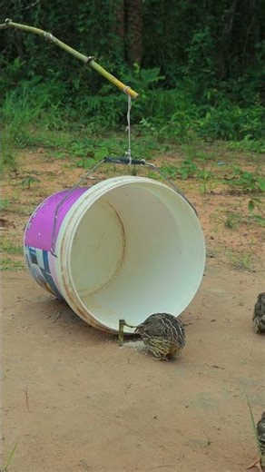 Create amazing technique quail trapping #animaltrap #shortvideo #ytshorts