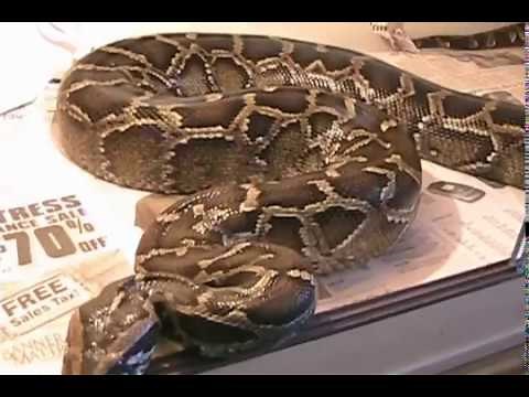 Snake Eats Chick Alive #1