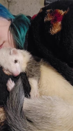 My Sweet Cuddle Ferret: A Joyful Companion