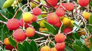 A detailed close-up of a strawberry tree (Arbutus unedo) showcasing its vibrant orange and red fruits, glistening under the soft autumn sunlight. Perfect for nature, botanical, or seasonal projects. Stock Video