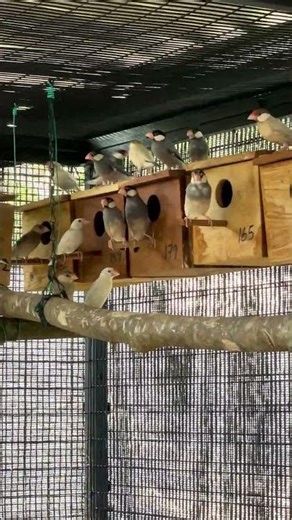 Java sparrows 🥹#aviarylife #javasparrow