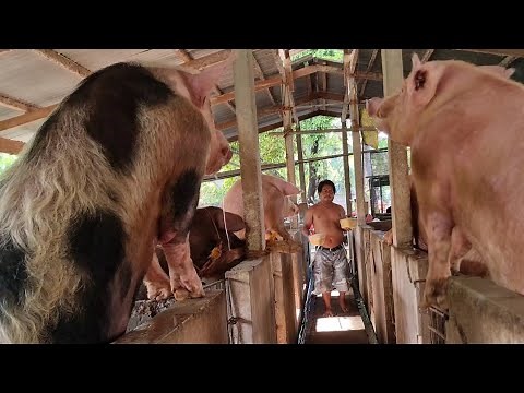 pag aalaga ng Barakong Baboy | Piggery |Agribusiness