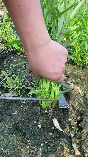 Fresh Green Vegetable Harvesting Straight from the Farm 🌱