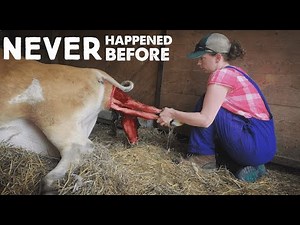 A MINI JERSEY BIRTH FIRST on our HOMESTEAD