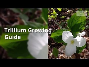 Trillium Growing Guide (Wake robin) by GardenersHQ