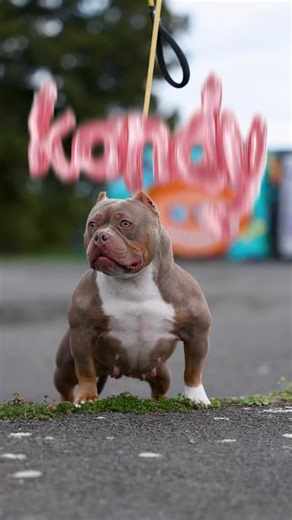 Kandy 🍬🍭 🐾micro bully 🧬lilac & tan 📸 @ventura_k9_visuals @kandy_the_micro_ If you’re interested in content like this & collaborating with us Drop us a DM @pawpointuk ➖ ➖ #xlbully #americanbully #microbully #pocketbully | PAW POINT UK