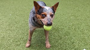 Pet of the week: Leo the 7-year-old Australian cattle dog mix