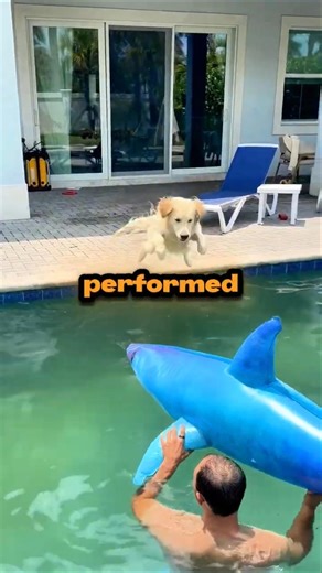 Fearless Dog Performs Air Strike On Giant Shark!