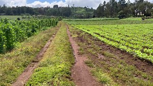 Connaissez vous l’Institut de Recherche Agricole de Dschang ? 😍😍😍😍 Depuis da création malheureusement on a jamais vu des résultats de recherches issus de cet institut 🤐🤐 A quoi sert l’IRAD? Chers agronomes venez nous expliquer | Mange lapins
