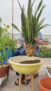1.2M views · 7.2K reactions | Snake plant care tips | Mud and Colors | Facebook
