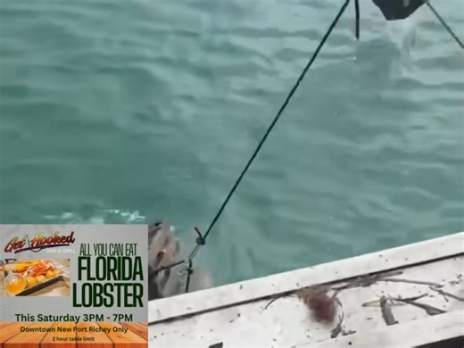 FRESH LOBSTER: We are in the Gulf today getting FRESH lobster for our All You Can Eat Lobster This Saturday in New Port Richey! 📍 5546 Main Street (New Port Richey Only) 🕒 3 PM – 7 PM 💲 $49.95 – All You Can Eat - includes Corn on the Cob and potatoes Come hungry and enjoy as much fresh lobster as you can handle. We are getting triple the amount this time! Seating is limited, so arrive early! @topfans | Get Hooked Grill - Hudson