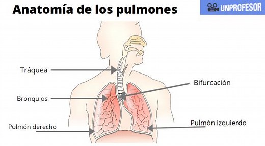 Anatomía de los PULMONES: ubicación, forma y partes - RESUMEN   IMÁGENES