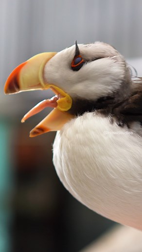 27K views · 379 reactions | Beautiful Puffin calling Wincent 0WKS3 #bird #nature #wildlife | HAWI Studios | Facebook