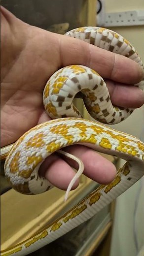 High Contrast Ultramel Tessera Corn Snake
