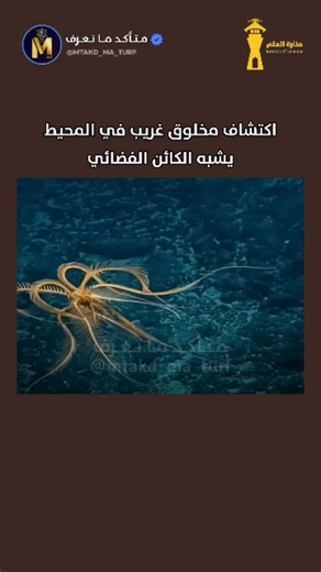 ‎متأكد ما تعرف‎ on Instagram‎: "حدد العلماء حيواناً جديداً في أعماق البحار من مياه القارة القطبية الجنوبية يُدعى Promachocrinus fragarius، ويُلقب بنجمة الريش الفراولة القطبية الجنوبية، ويبدو "ككائن فضائي" لأنه يمتلك جسماً مركزياً على شكل فراولة وحوالي عشرين ذراعاً طويلة وريشية. يعيش هذا النوع على أعماق تتراوح بين مئات إلى آلاف الأقدام تحت المحيط الجنوبي وتم التعرف عليه بعد أن أعاد الباحثون فحص عينات جمعت خلال عدة بعثات. - - - تابعنا للمزيد من المعلومات @mtakd_ma_turf #اكسبلور #igtrend #فضاء . #م