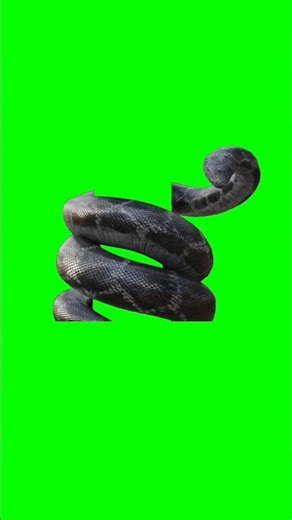 snake on green screen #explore #shortsfeed #shorts #fyp #snake
