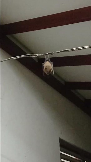 Big Brown Bat Sounds vs Little Brown Bat Sounds - Can You Hear the Difference?