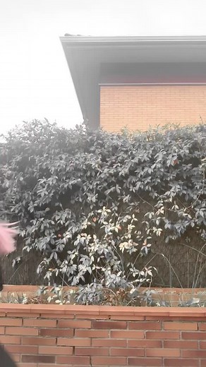 Zero Two al ataque jsjsj