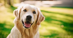 Dog interrupts live weather report and runs off with microphone in viral video