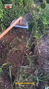 When it comes to efficient gardening and farming, a reliable weeding spade is an essential tool that can make all the difference. The best weeding spades are designed for comfort and usability, featuring sturdy materials that ensure longevity even in tough soil conditions. Look for a spade with a sharp, pointed blade to easily penetrate various types of earth and roots. Ergonomic handles that provide a comfortable grip will reduce strain during prolonged use, making your gardening tasks more enj