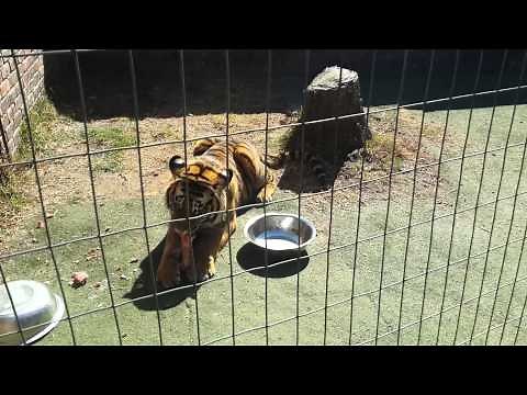Rest in Peace Ozzy: The Tiger from Brakpan