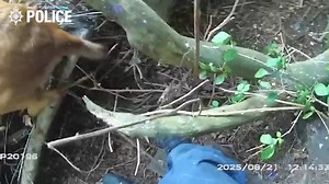 139K views · 1.1K reactions | NEWS: ‘He’s definitely in here’- how...