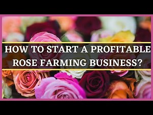 ROSE FARMING BUSINESS: HOW TO START A PROFITABLE ROSE FARM?| ROSE CULTIVATION|ROSE FLOWER PRODUCTION