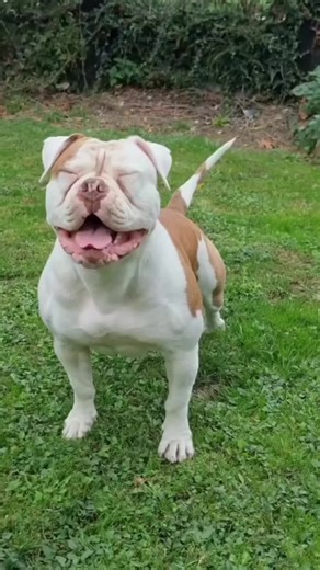 Cute Bulldog Puppy Playing with Toy