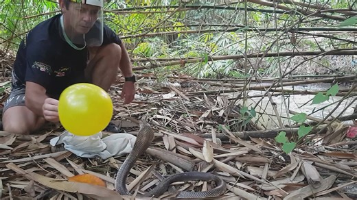 Using balloons to safely test cobra striking distance during relocation