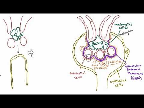 Development of the glomerulus helps explain its structure