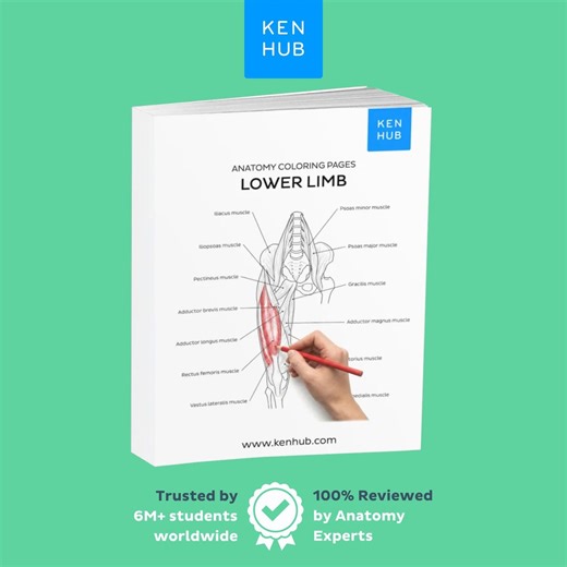 Lower Limb Anatomy Coloring Worksheets, 45 Pages | Hip, Knee, Foot PDF Printable | Kenhub - Etsy