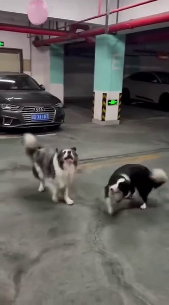 Funny Dog Compilation